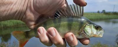 В реках Липецкой области почти половина рыба заражена паразитами