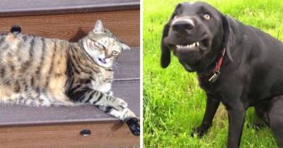 15 забавных снимков собак и котов, которые забыли включить режим фотогеничности и всех повеселили