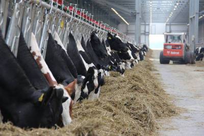 Брянщина занимает второе место в стране по поголовью крупного рогатого скота