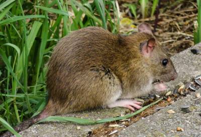 Жители Кудрово пожаловались на стаи крыс, обитающих у ручья
