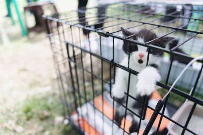 В Твери бесплатно раздадут бездомных животных