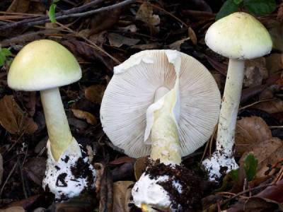 7 ядовитых грибов и что произойдёт, если вы их съедите