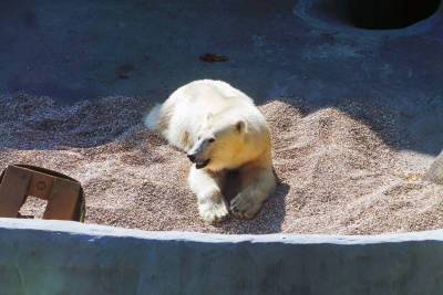 Перевезенной в Московский зоопарк из Якутии белой медведице выбрали имя