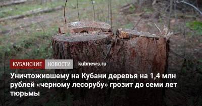 Уничтожившему на Кубани деревья на 1,4 млн рублей «черному лесорубу» грозит до семи лет тюрьмы