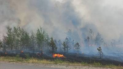 В Воронеже загорелся лес на Кожевенном кордоне: появилось видео