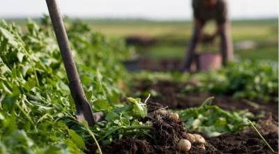 Когда копать картошку и как сохранить клубни сывежими и здоровыми?