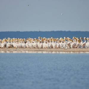 В Запорожской области запечатлели сотни розовых пеликанов. Фото