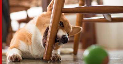 Настоящие разрушители: 5 самых непослушных пород собак