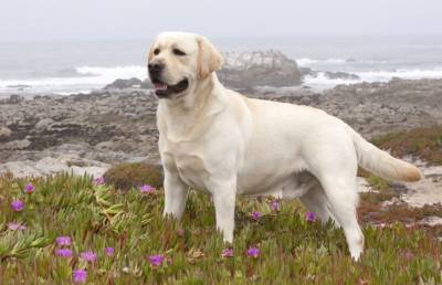 Лабрадор - защитник: как отважный пес предотвратил драку