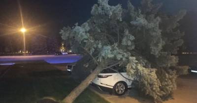 Под Одесской ОГА дерево рухнуло на люксовый Range Rover, припаркованный с нарушениями (фото)
