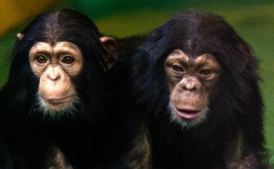 Жительнице Бельгии запретили посещать зоопарк из-за «романа» с шимпанзе