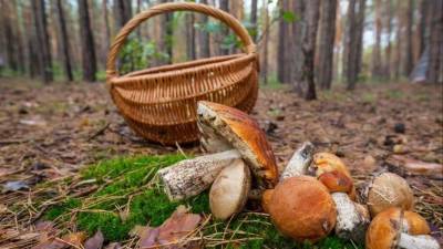 Пора тихой охоты: Лучшие лайфхаки, как найти много грибов