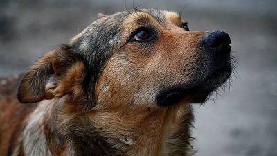 Живодеру, жестоко убившему собаку в Смоленской области, грозит до 5 лет тюрьмы