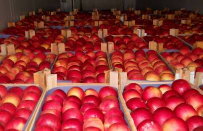 Прогноз: Цены на яблоки упадут