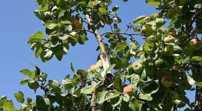 Что делать, если под тяжестью урожая сломалась ветка яблони, сливы или груши