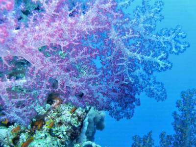 Найден самый широкий коралл на Большом Барьерном рифе