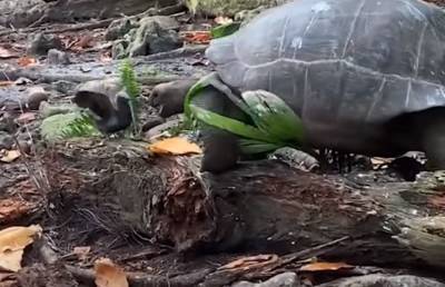 Черепаху впервые в истории засняли поедающей другое животное. До этого ее считали травоядной