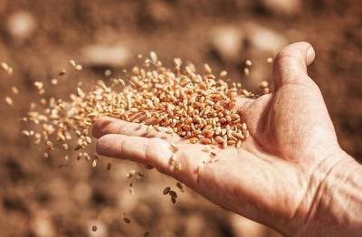 В 2021 году Управлением отобрано свыше 130 проб семян на ГМО