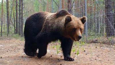 Заточенного в клетке браконьерами медведя вызволили в Иркутске