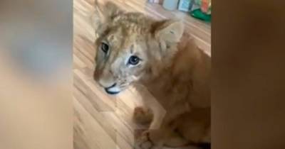 У жителя Урюпинска отобрали львенка после жалоб соседей на хищника