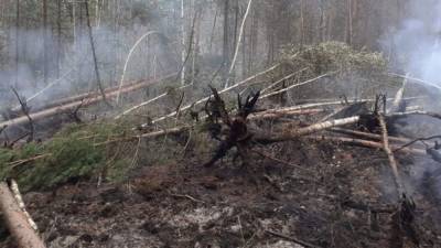 Свердловский губернатор назвал причину пожара на Хомутовке