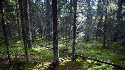 В Татарстане вновь ограничили пребывание граждан в лесах