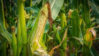 Житель региона насобирал в поле почти полтонны кукурузы. Ему грозит уголовная ответственность