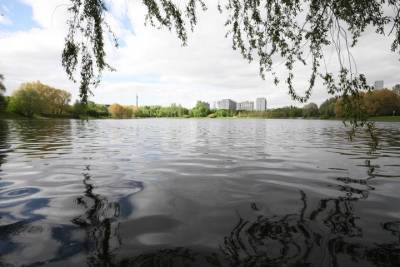 Птенцы речной крачки появились на свет на Мосфильмовском пруду в Москве