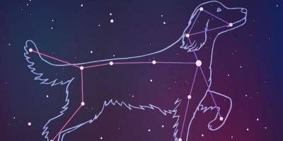 Ваша собака, астрология и гороскопы: о чем расскажут звезды