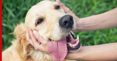 Семь самых ласковых пород собак, которые любят обниматься