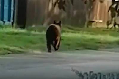 Медведь вышел к поселку в Ачинском районе Красноярского края