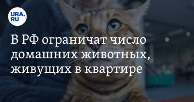 В РФ ограничат число домашних животных, живущих в квартире. «Вплоть до уголовной ответственности»