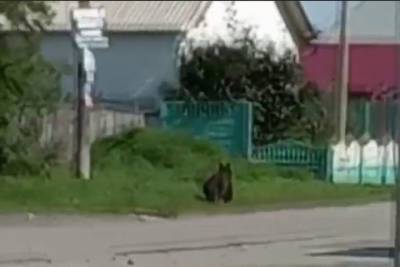Полицейский застрелил медведя на территорию школы в Красноярском крае