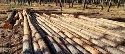В Приангарье мужчина получил семь лет тюрьмы за контрабанду леса на 31 млн рублей