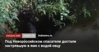 Под Новороссийском спасатели достали застрявшую в яме с водой овцу