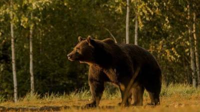 В Красноярском крае участковый застрелил медведя на территории школы