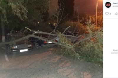 В Белгороде дерево упало на несколько автомобилей