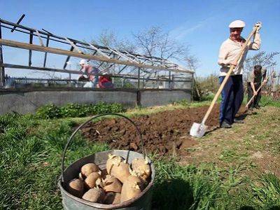 Свердловчанок-огородниц выгоняют с ярмарок фермерских продуктов