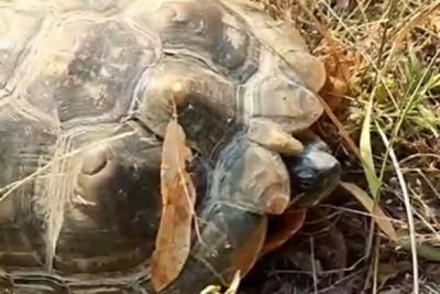 Белгородец заснял черепаху, откладывающую яйца на Центральном городском пляже