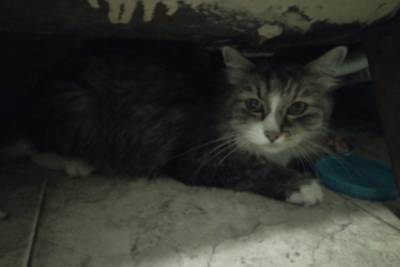 В Петрозаводске кот, который живет под ванной, ищет дом