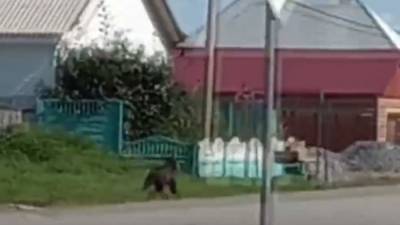 Участковый объяснил убийство медведя на территории школы под Красноярском