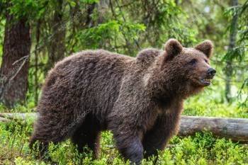 В Вологодской области грибники повстречали медведя