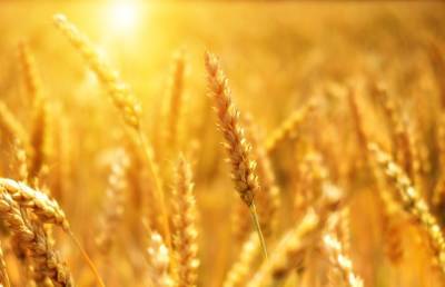 Правительство вводит запрет на вывоз некоторых зерновых из Беларуси