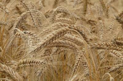 Беларусь запретила экспорт зерновых