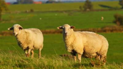 Фермер из Австралии почтил память умершей тети сердцем из овец