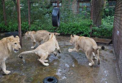 «Мы вместе»: зооцентр «Велес» показал будни молодого львиного прайда