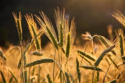 Белоруссия на полгода ввела запрет на вывоз зерновых за пределы страны