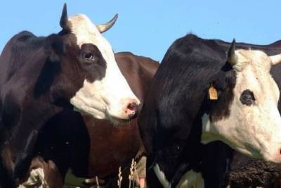В Тверской области будут разводить молодняк крупного рогатого скота