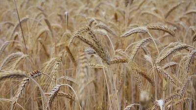 В Белоруссии ввели запрет на вывоз некоторых видов зерна