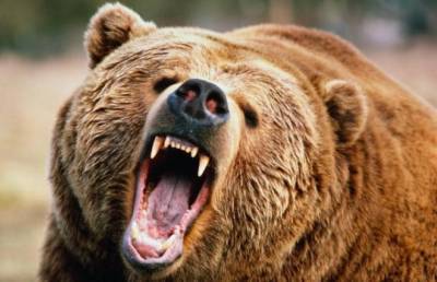 Разъяренный медведь пробрался на территорию российской школы, а дальше случилось ужасное
